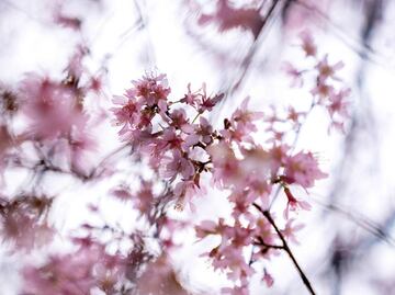 Cerezos se adelantan en Washington y la nieve llega al letrero de Hollywood