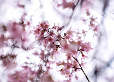 Cerezos se adelantan en Washington y la nieve llega al letrero de Hollywood