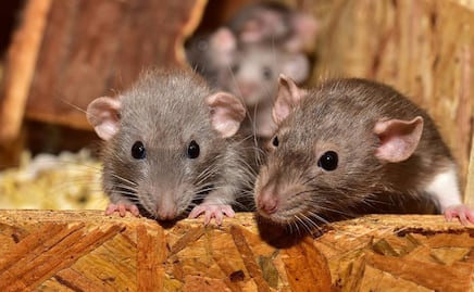 Advierten riesgo de transmisión del virus de hepatitis E de roedores a humanos