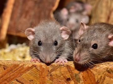 Advierten riesgo de transmisión del virus de hepatitis E de roedores a humanos