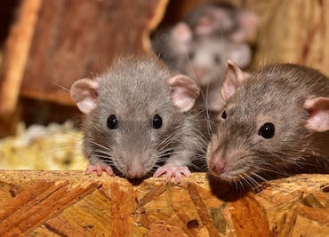 Advierten riesgo de transmisión del virus de hepatitis E de roedores a humanos