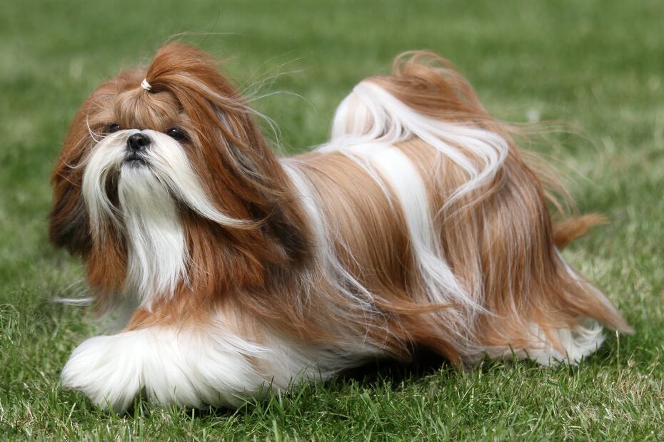 10 razas de perros que viven más años; se quedarán contigo un largo tiempo. Foto: iSTOCK-Sue Thatcher