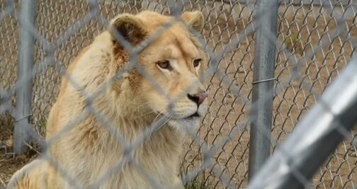 Arrestan a dueño de zoológico por crueldad animal en Canadá