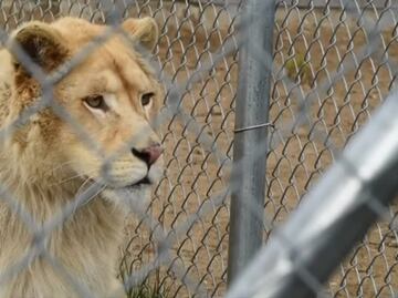 Arrestan a dueño de zoológico por crueldad animal en Canadá
