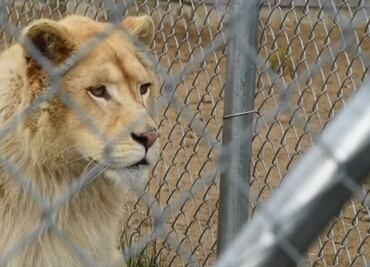 Arrestan a dueño de zoológico por crueldad animal en Canadá