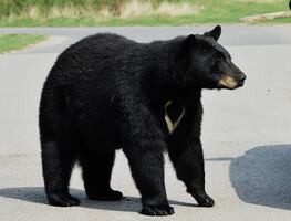 Oso ataca a mujer que salió a checar su correo en Nueva Jersey