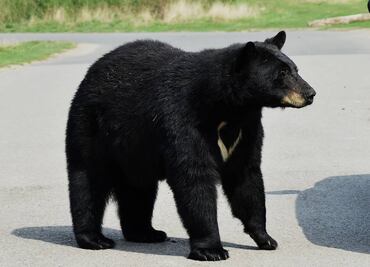 Oso ataca a mujer que salió a checar su correo en Nueva Jersey