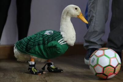 Pato Merlín rechaza invitación de Salinas Pliego y asistirá al México vs Chequia con Televisa