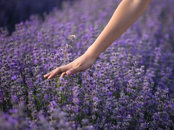 Lavanda, la protagonista de tu viaje más relajante a Arizona