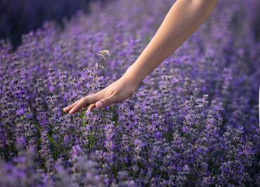 Lavanda, la protagonista de tu viaje más relajante a Arizona