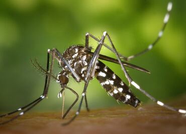 Alertan en Connecticut por ‘mortal virus’ transmitido por mosquitos