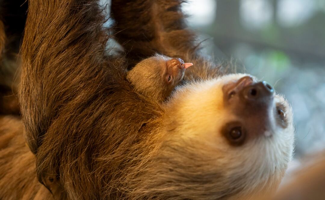 Zoológico de Florida presenta a tierno bebé de perezoso recién nacido. Foto: Palm Beach Zoo vía AP