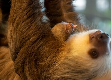 Zoológico de Florida presenta a tierno bebé de perezoso recién nacido