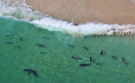Video. Surfista se graba rodeado de tiburones en Florida