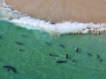 Video. Surfista se graba rodeado de tiburones en Florida