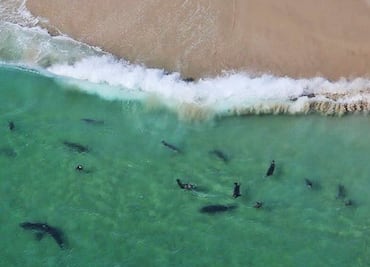 Video. Surfista se graba rodeado de tiburones en Florida