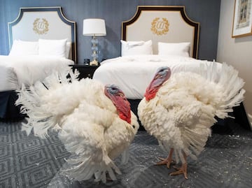 ¿Por qué el presidente "perdona" a un pavo el Día de Acción de Gracias?