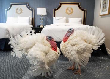 ¿Por qué el presidente "perdona" a un pavo el Día de Acción de Gracias?