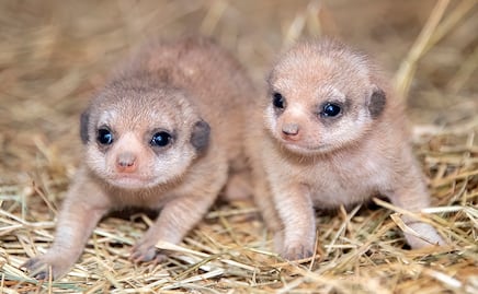 Nacen dos crías de suricatas en Zoológico de Miami