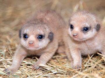 Nacen dos crías de suricatas en Zoológico de Miami