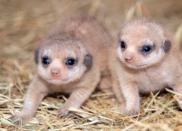 Nacen dos crías de suricatas en Zoológico de Miami