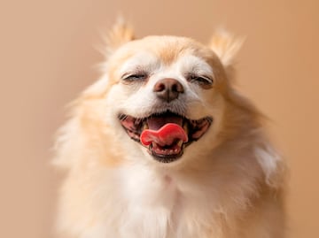 ¿Se lavan? Esta es la frecuencia con la que le debes lavar los dientes a tu perro, según expertos