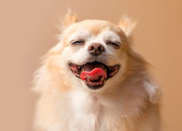 ¿Se lavan? Esta es la frecuencia con la que le debes lavar los dientes a tu perro, según expertos