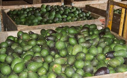 El aguacate; el "oro verde" que inunda México con millones de dólares