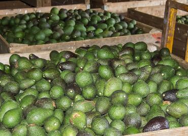 El aguacate; el "oro verde" que inunda México con millones de dólares