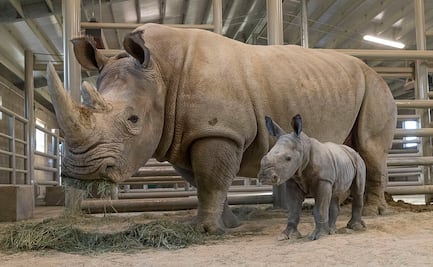 Nace cría de rinoceronte blanco en Zoológico de San Diego