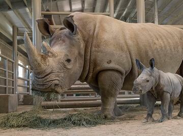 Nace cría de rinoceronte blanco en Zoológico de San Diego
