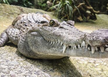 Hombre de Florida, herido de gravedad tras ataque de caimán