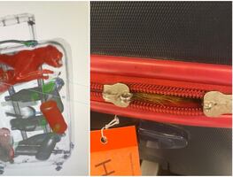 Agentes de la TSA encuentran a gato vivo dentro de maleta en aeropuerto de Nueva York