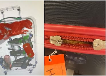 Agentes de la TSA encuentran a gato vivo dentro de maleta en aeropuerto de Nueva York