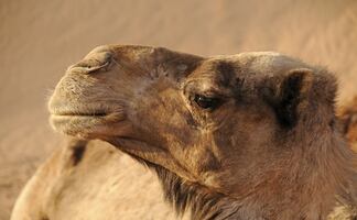 Escándalo en Arabia Saudí por camellos con bótox en concurso de belleza