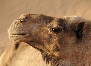 Escándalo en Arabia Saudí por camellos con bótox en concurso de belleza