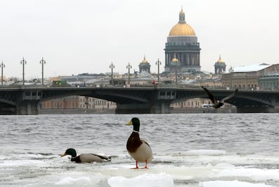 Rusia pone como condición para tregua en el mar Negro, el levantamiento de sanciones agrícolas