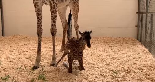 Video. Jirafa bebé da sus primeros pasos en Zoológico de Cincinnati