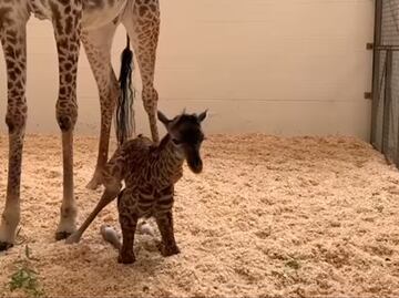 Video. Jirafa bebé da sus primeros pasos en Zoológico de Cincinnati