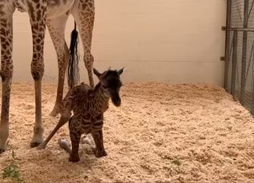 Video. Jirafa bebé da sus primeros pasos en Zoológico de Cincinnati