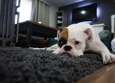 Viruela del mono. CDC recomiendan a infectados alejarse de mascotas