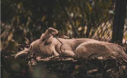 Arrestan a sujeto por atar patas y hocico de su perro y abandonarlo