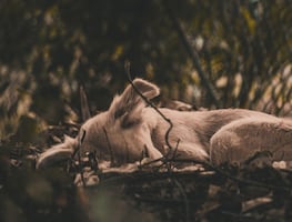Arrestan a sujeto por atar patas y hocico de su perro y abandonarlo