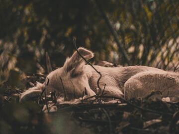 Arrestan a sujeto por atar patas y hocico de su perro y abandonarlo