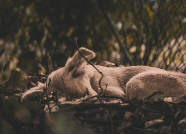 Arrestan a sujeto por atar patas y hocico de su perro y abandonarlo