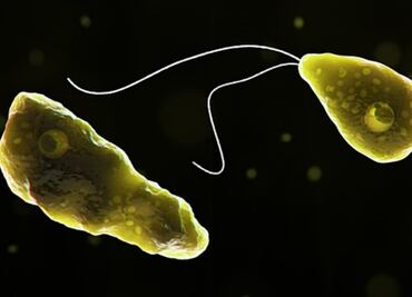 Una persona contrae en Florida ameba que ‘destruye cerebros’