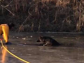 Video. Rescatan a perro atrapado en lago congelado de EU
