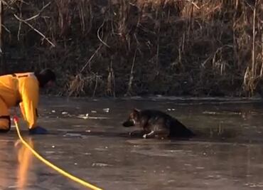 Video. Rescatan a perro atrapado en lago congelado de EU