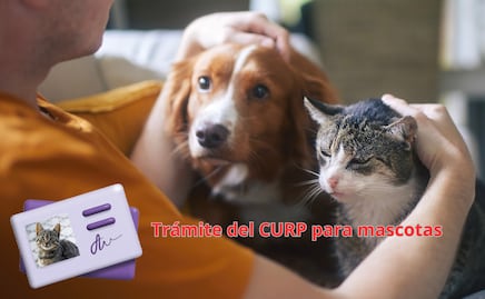 CURP para mascotas en CDMX. Cómo tramitar, costo y monto de la multa por no tenerlo