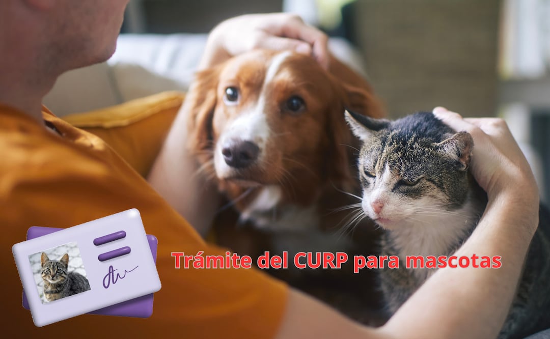 CURP para mascotas en CDMX. Cómo tramitar, costo y monto de la multa por no tenerlo. Foto: iSTOCK